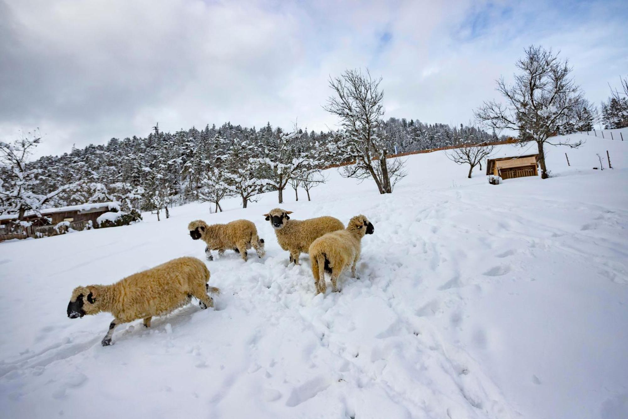 Ferienwohnungen Holler Wallgau Exteriér fotografie